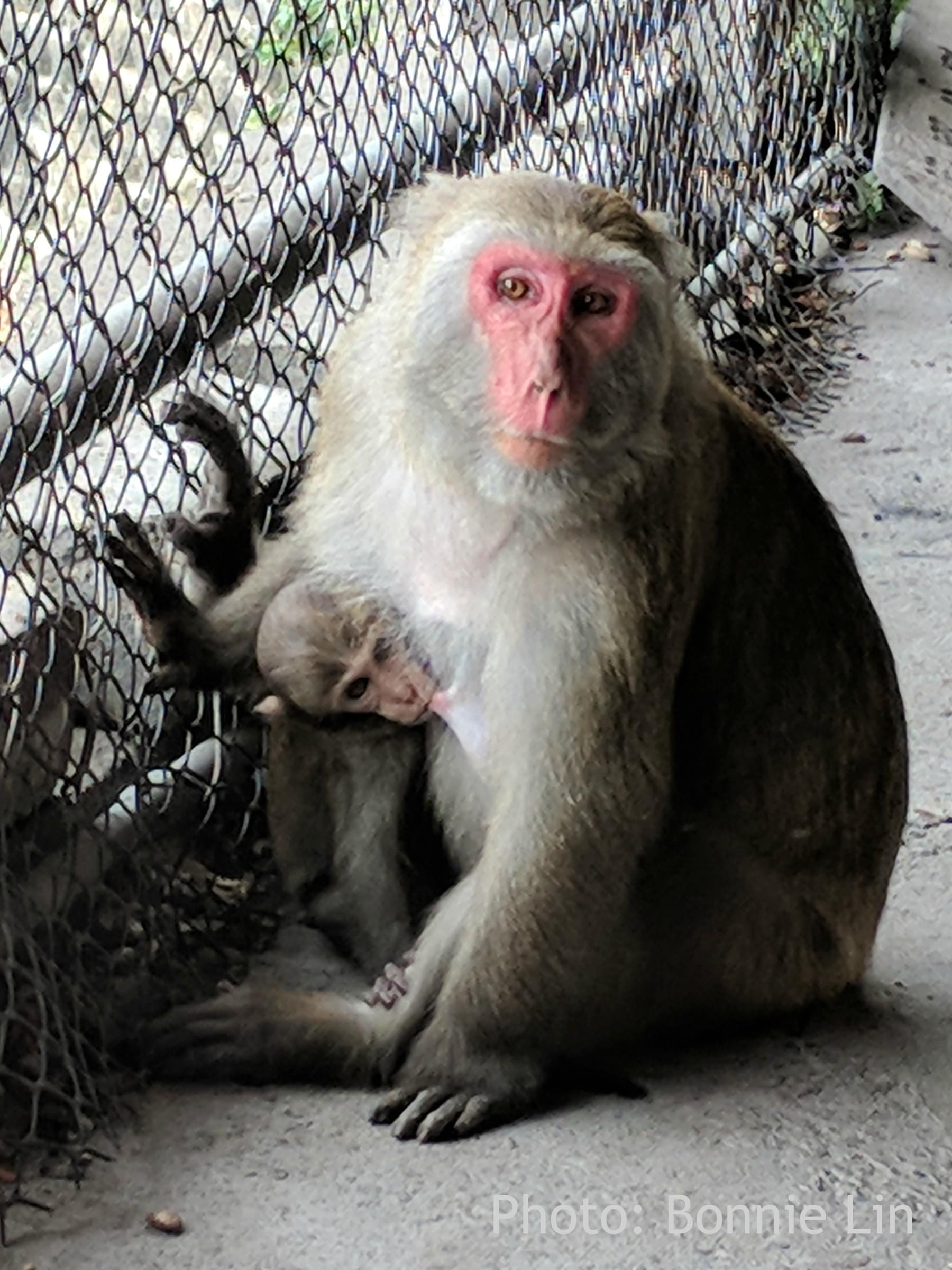 Mother and child monkey
