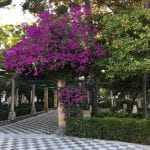 Courtyard with vibrant purple bougainvillea bush