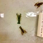 Yabbies, a native Australian crustacean, in water on table, green and reddish in color, look like mini lobsters