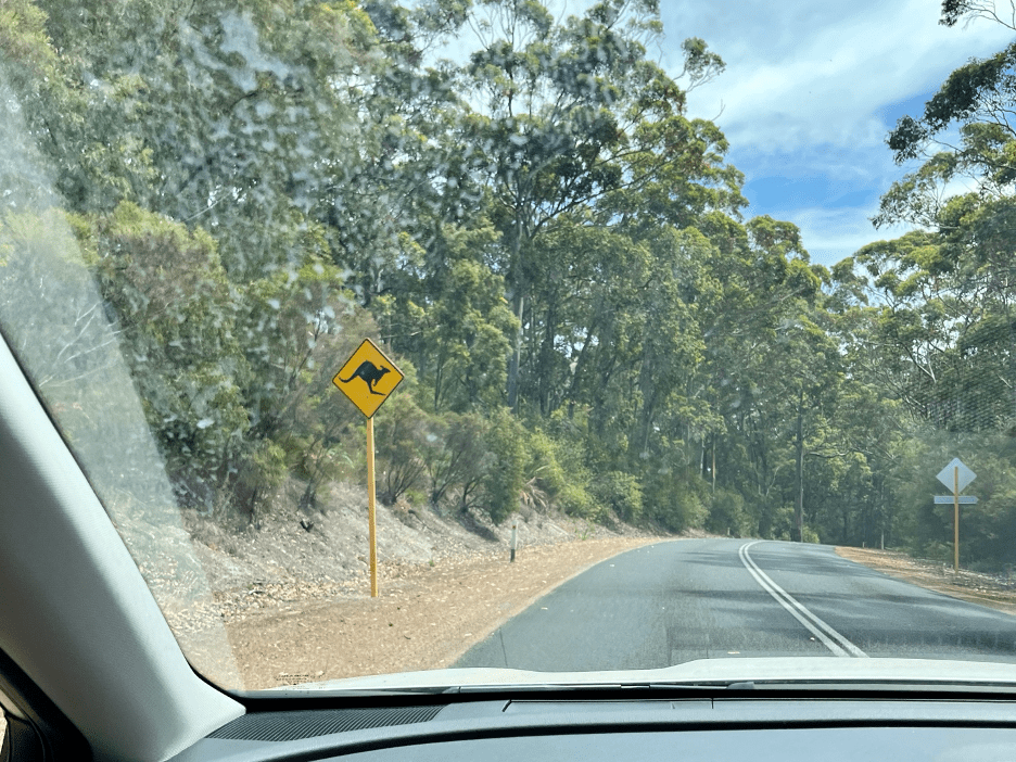 A road with a kangaroo sign on it