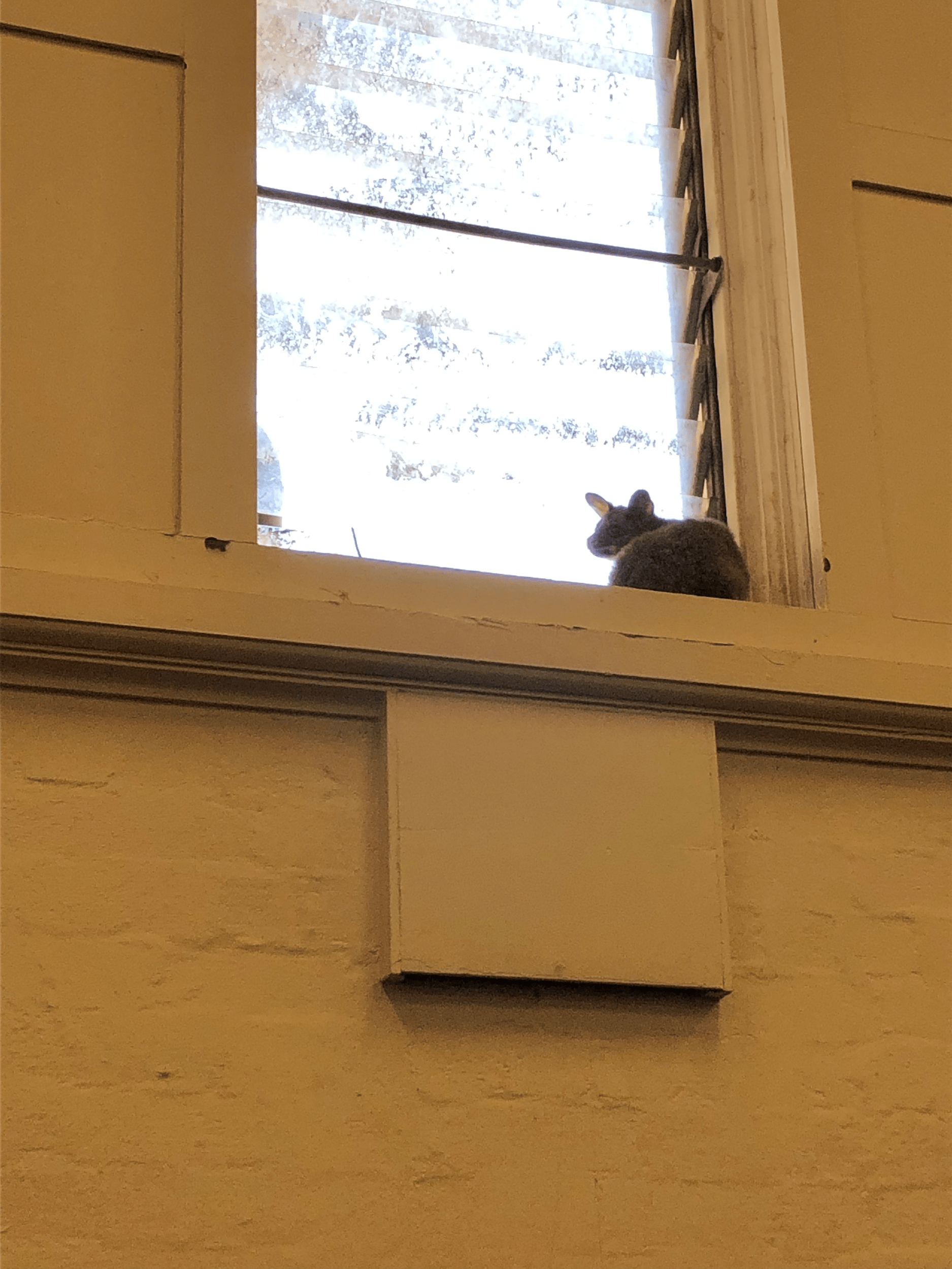 An Australian possum sitting in a windowsill