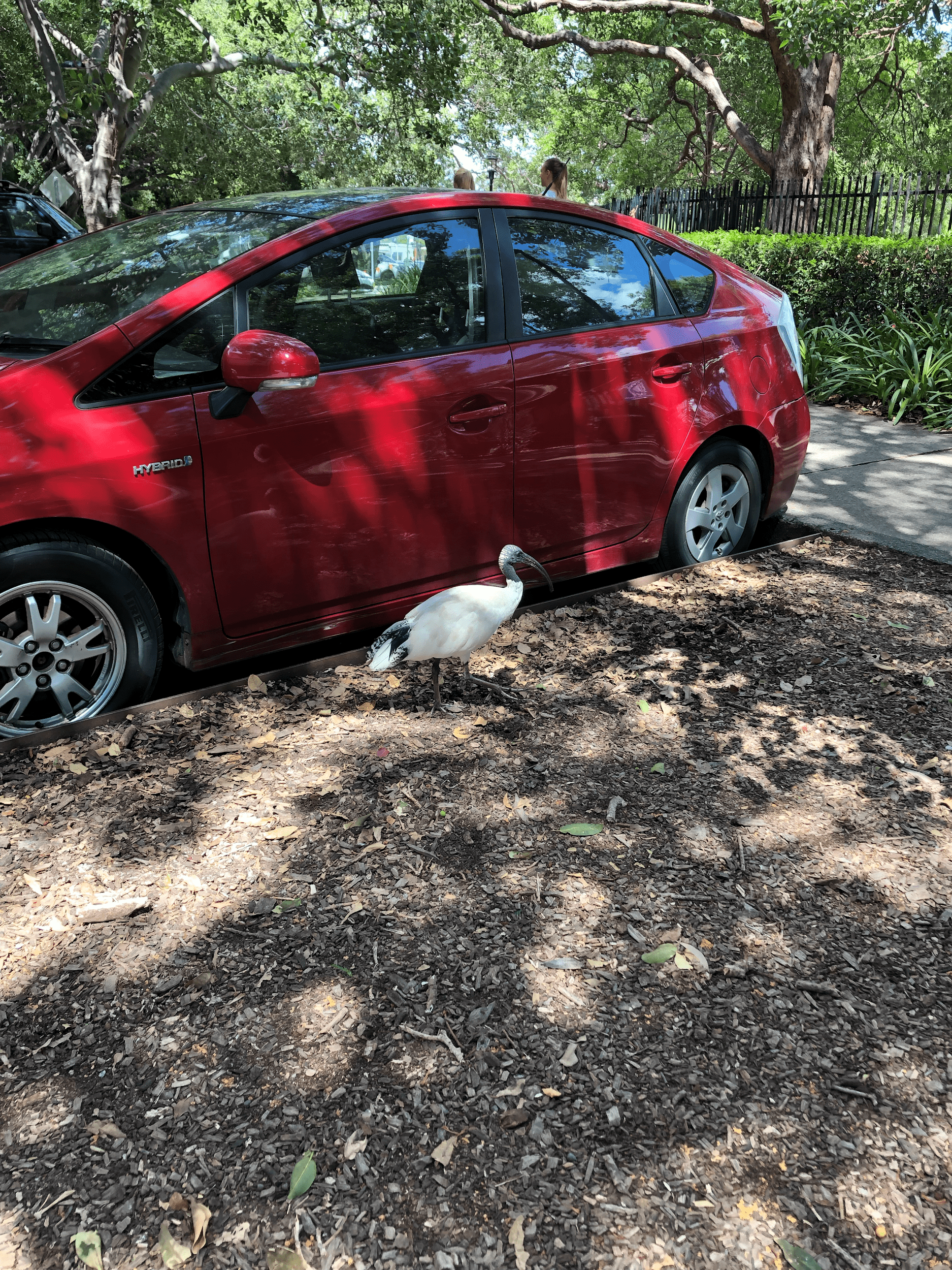 Large white Ibis bird standing in front of red car