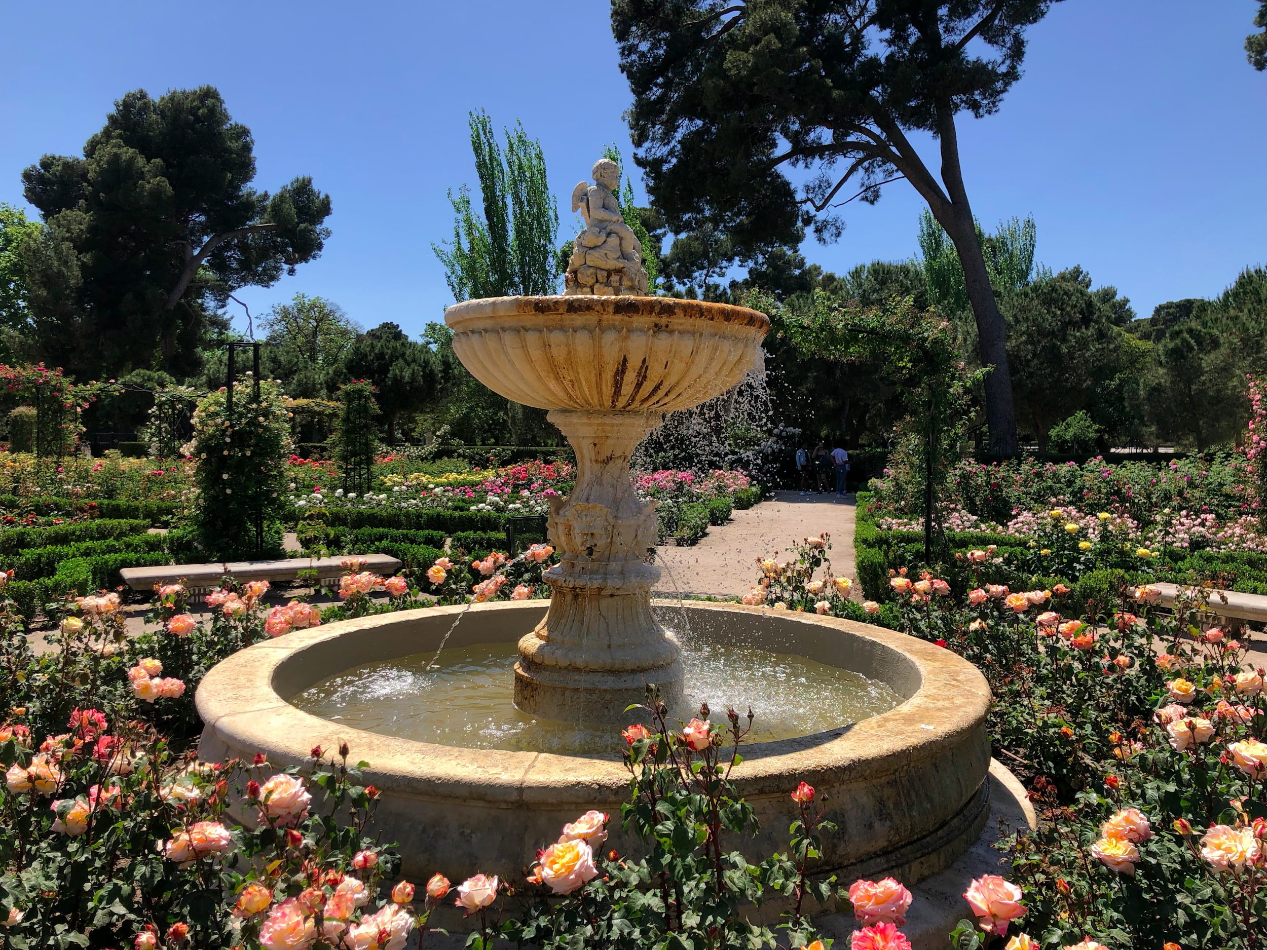 Water fountain made of beige material surrounded by pink roses, green shrubbery and blue sky in background