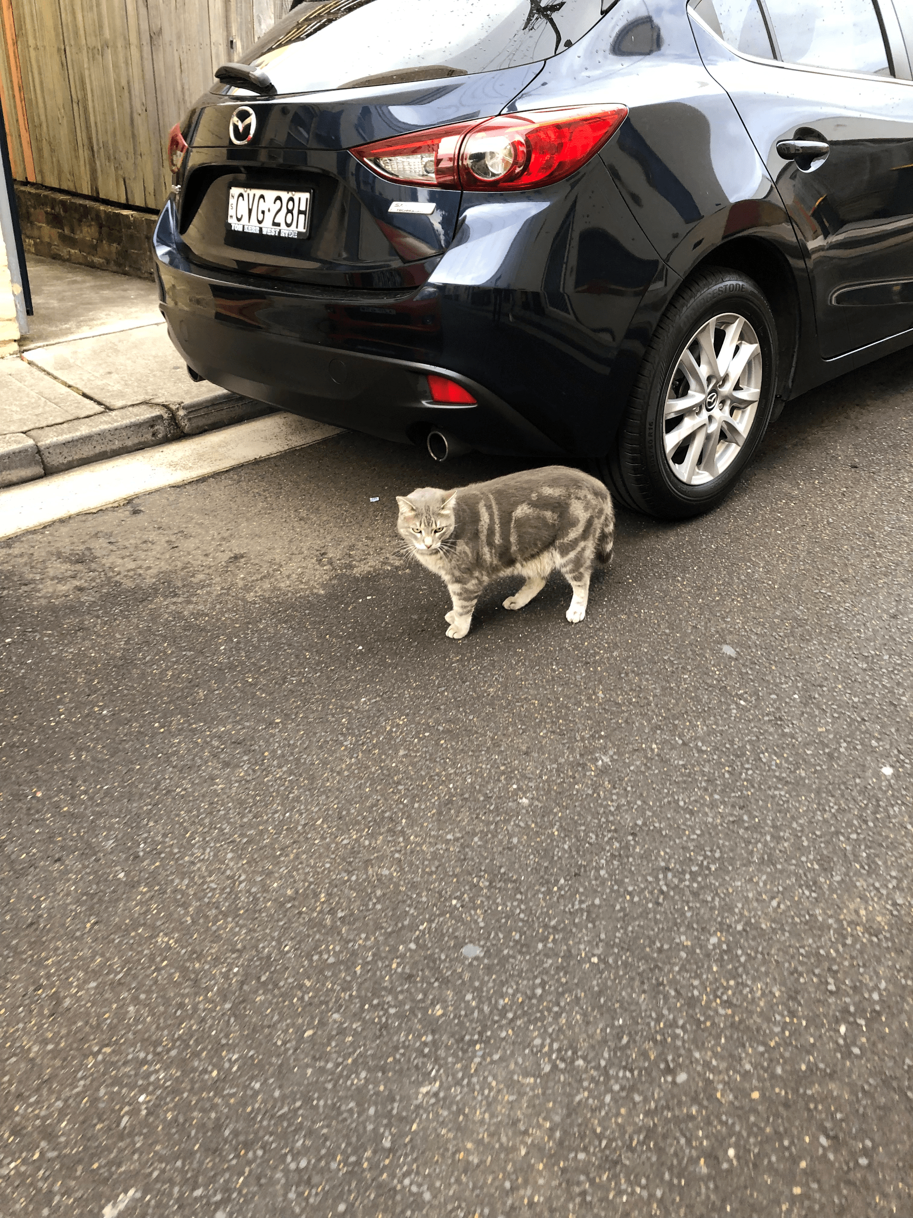 Cat standing next to tire of black car