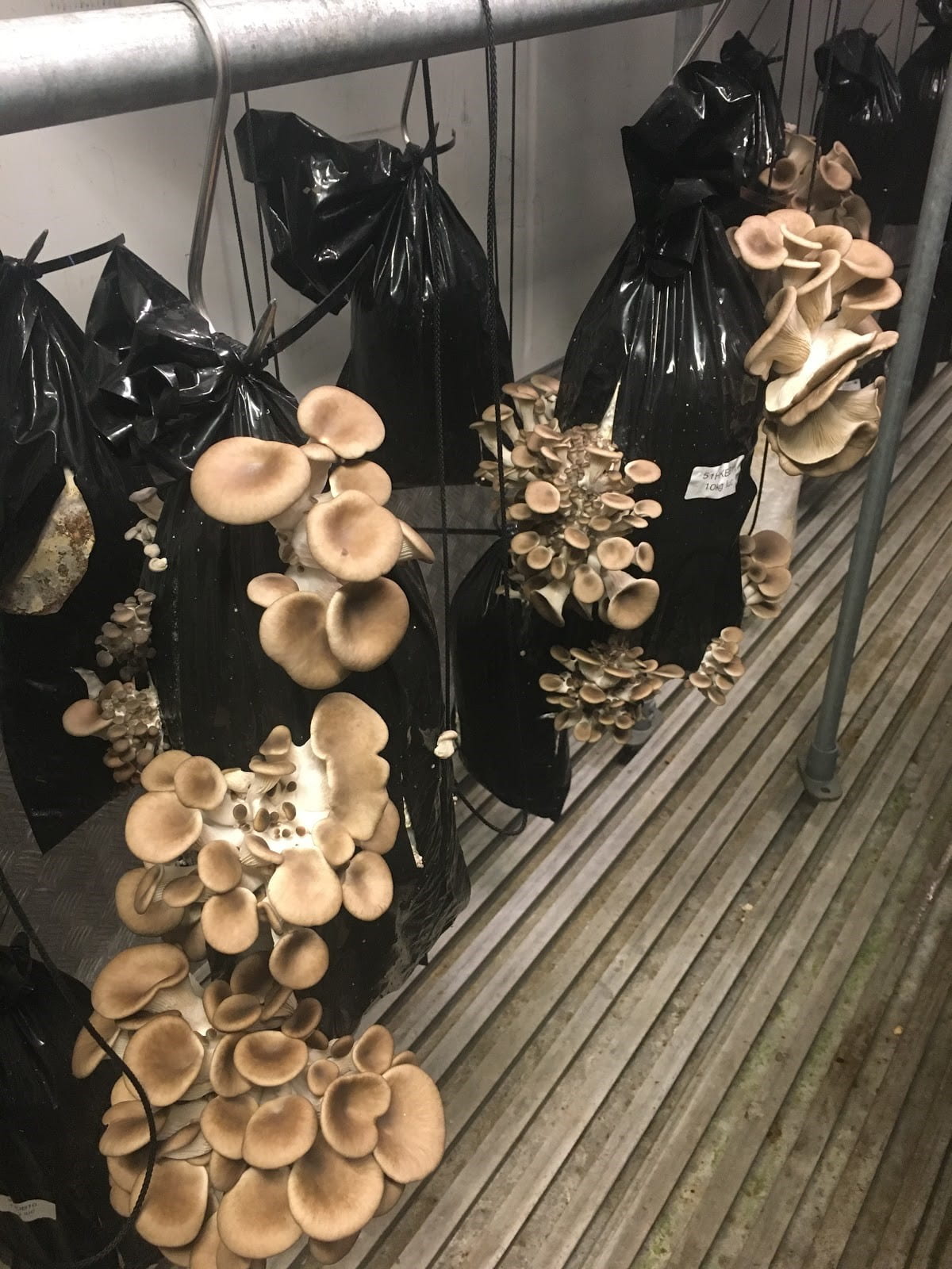 Mushrooms grow out of hanging black bags