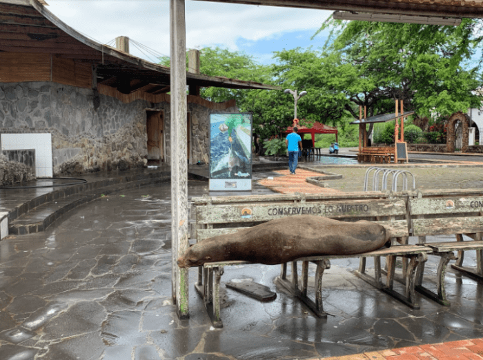 Every bench provided by the municipal government is inscribed with the words “conservemos lo nuestro” (“let’s conserve what’s ours”). There are hundreds of benches just like this all over San Cristóbal (and they are often used by sea lions).