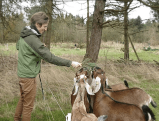 a man in a green jacket feeds a group of goats in a wooded area