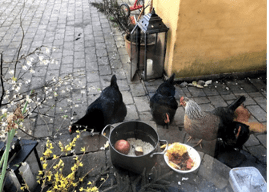 chickens walk around some pots of food on a patio